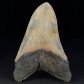 Otodus megalodon großer versteinerter Haifisch Zahn