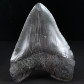 Großer versteinerter Megalodon Haifisch Zahn