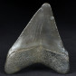 Fossilien Haifisch Zahn von Otodus megalodon