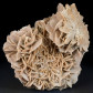 Mineralien Sandrose Wüstenrose aus Marokko