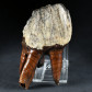 Versteinerter Molar von Coelodonta antiquitatis aus dem Pleistozän