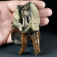 Versteinerter Molar von Coelodonta antiquitatis mit Wurzel