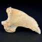 Fossilien Höhlenbären Kralle Ursus spelaeus