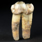 Seltener versteinerter Zahn einer Höhlenhyäne Crocuta spelaea