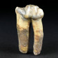 Rarität! Versteinerter Hyänen Zahn aus dem Altpleistozän