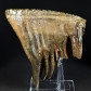 Fossilien versteinerter Mammut Zahn von Mammuthus primigenius