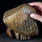 Fossilien versteinerter Mammut Zahn Wollhaarmammut
