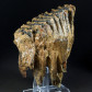 Versteinerter Mammut Backenzahn mit Wurzel