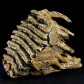 Versteinerter Mammut Zahn mit Wurzel aus dem Pleistozän