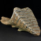 Mammuthus primigenius Backenzahn Fossilien online