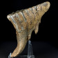Versteinerter Wollhaarmammut Zahn aus dem Pleistozän