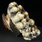 Versteinerter Gomphotherium Zahn aus dem Miozän