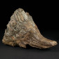 Mammuthus primigenius Fossilien aus der Eiszeit