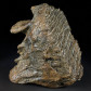 Fossilien Wollhaarmammut Backenzahn mit Wurzel