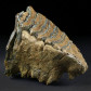 Eiszeit Fossilien versteinerter Mammut Zahn