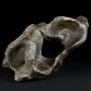 Fossilien Wirbelknochen vom Höhlenbären Ursus spelaeus