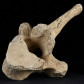 Ursus spelaeus Höhlenbären Wirbelknochen