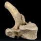 Fossilien Höhlenbären Wirbelknochen Ursus spelaeus