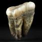 Höhlenbären Zahn aus dem Pleistozän