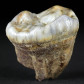 Ursus spelaeus Zahn aus dem Pleistozän von Österreich