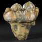 Höhlenbären Zahn aus dem Pleistozän von Österreich