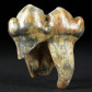Fossilien Höhlenbären Zahn aus dem  Pleistozän