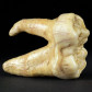 Eindrucksvoller großer Höhlenbären Zahn Ursus spelaeus