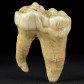 Ursus spelaeus Höhlenbären Zahn aus dem Pleistozän
