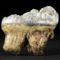 Top Höhlenbären Zahn XXL aus dem Pleistozän