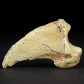 Fossilien höhlenbären Kralle aus den Karpaten