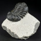 Morocops ovatus versteinerter Trilobit aus dem Devon