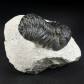 Fossilien Trilobiten Morocops ovatus