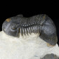 Paralejurus spatuliformis versteinerter Devon Trilobit