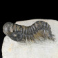 Fossilien Trilobiten Cheirurus Crotalocephalina gibbus