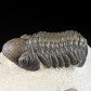 Fossilien online Trilobiten Marokko Reedops cephalotes