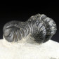 Devon Trilobit Morocops ovatus