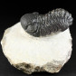 Fossilien versteinerter Trilobit Morocops ovatus