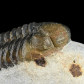 Fossilien Trilobiten Morocops Barrandeops aus Marokko