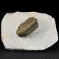 Fossilien Trilobiten aus dem Devon
