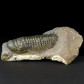 Versteinerter Trilobit aus dem Unterdevon von Marokko Cheirurus gibbus