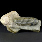 Fossilien Devon Trilobit Cheirurus gibbus (Crotalocephalina) aus Marokko