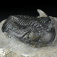 Versteinerter Trilobit Hollardops aus dem Unterdevon