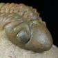 Trilobiten mit tollen Facettenaugen Reedops cephalotes