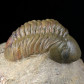 Devon Trilobit reedops cephalotes aus dem Djebel Issoumour
