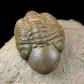 Devon Trilobiten Reedops cephalotes online kaufen