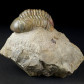 Gut erhaltener versteinerter Trilobit Reedops cephalotes