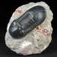 Trilobiten online kaufen Paralejurus rehamnanus aus dem Devon