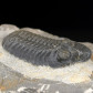 Fossilien Marokko Devon Trilobiten Morocops ovatus