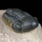 Trilobiten Reedops cephalotes hamlagdadianus