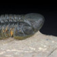 Trilobit mit Facettenaugen Reedops cephalotes